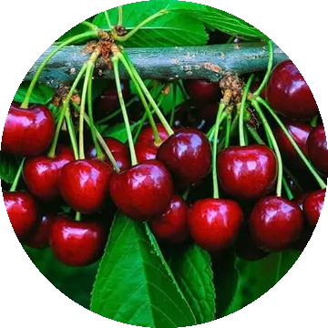 Barbados Cherry
